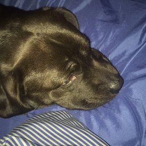 Meet your Posher, Zymire